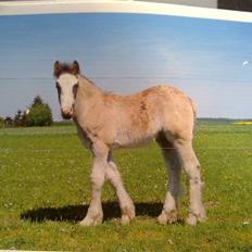 Tinker Lehmanns Ozzie <3 