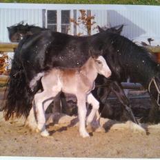 Tinker Lehmanns Ozzie <3 