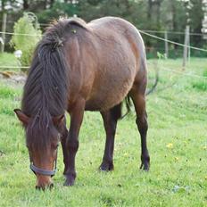 Anden særlig race Coco