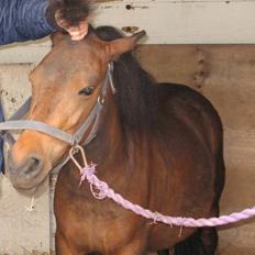 Anden særlig race Coco