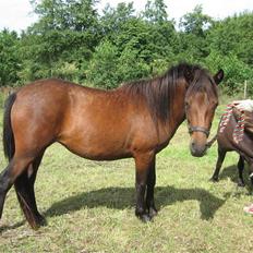 Anden særlig race Coco