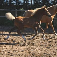 New Forest Calandias Eyecatcher 