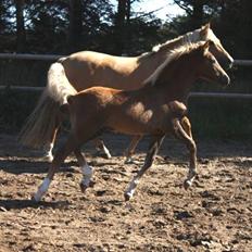 New Forest Calandias Eyecatcher 