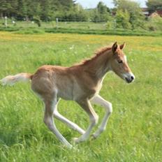 New Forest Calandias Eyecatcher 