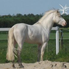Palomino Haahr's Kata solgt