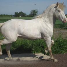 Palomino Haahr's Kata solgt