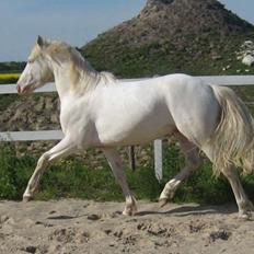 Palomino Haahr's Kata solgt