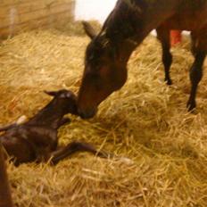 Dansk Varmblod Østergårdens Gabriella