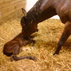 Dansk Varmblod Østergårdens Gabriella