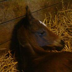 Dansk Varmblod Østergårdens Gabriella