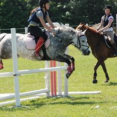 Welsh Pony (sec B) Gipsy | solgt |