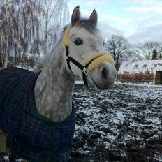 Welsh Pony (sec B) Gipsy | solgt |