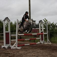 Welsh Pony (sec B) Gipsy | solgt |