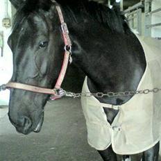 Oldenborg Mira *gammel part*