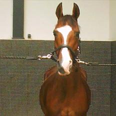 Anden særlig race **Flux<3** solgt:´(