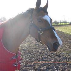 Anden særlig race **Flux<3** solgt:´(