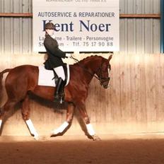 Dansk Varmblod Camelot Scarlet *SOLGT*