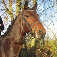 Dansk Varmblod Holmeriks Lancaster †