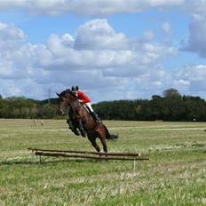 Dansk Varmblod Holmeriks Lancaster †