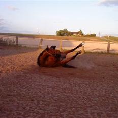 Dansk Varmblod Holmeriks Lancaster †