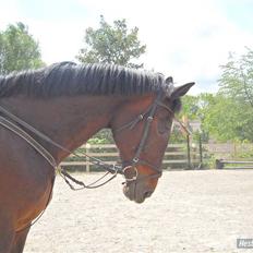 Hollandsk Varmblod Liza Aflivet d.29 oktober