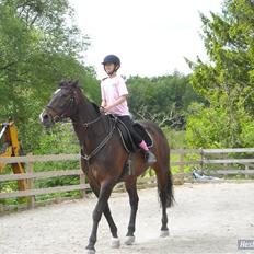 Hollandsk Varmblod Liza Aflivet d.29 oktober
