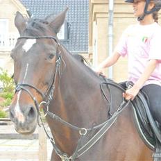 Hollandsk Varmblod Liza Aflivet d.29 oktober