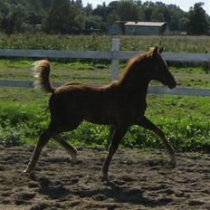 Welsh Partbred (Sec F) Englykke's Mercedes