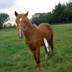 New Forest Clyde- {SOLGT}