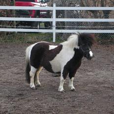 Shetlænder Little Jessica