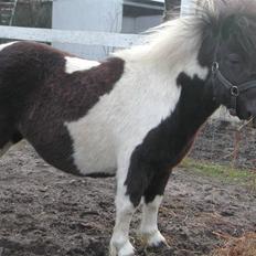 Shetlænder Little Jessica