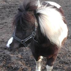 Shetlænder Little Jessica