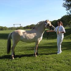 Fjordhest Isabella Strødam