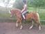 Haflinger Sandra. - fiiin holdning 