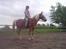 Haflinger Sandra. - Sandra skider xD Sbrina venter 