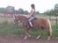 Haflinger Sandra. - Sandra i fin holdning .. Sabrina er bare tyk siger hun selv xD