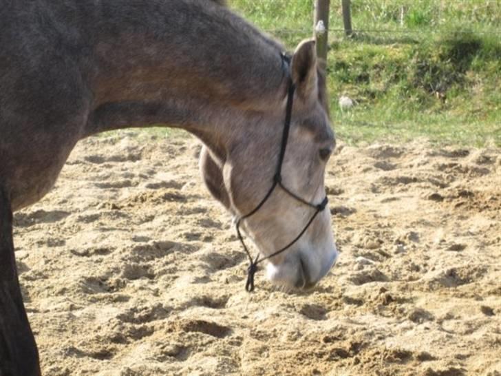 Arabisk fuldblod (OX) Redondo <3 billede 8