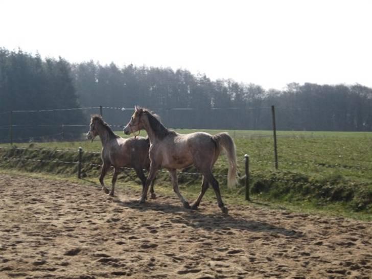 Arabisk fuldblod (OX) Redondo <3 billede 9