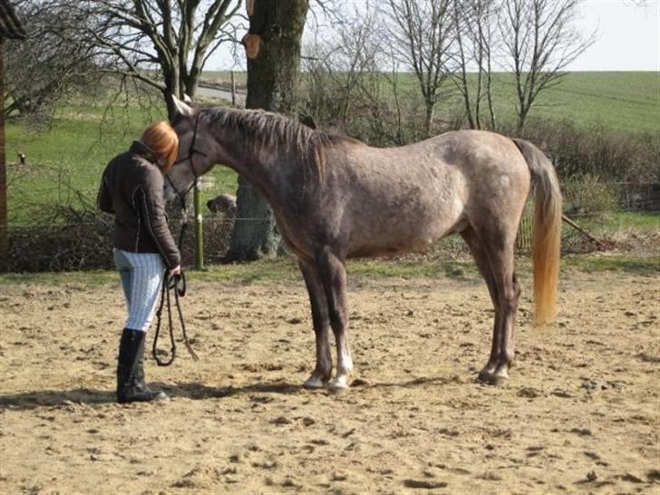 Arabisk fuldblod (OX) Redondo <3 billede 10