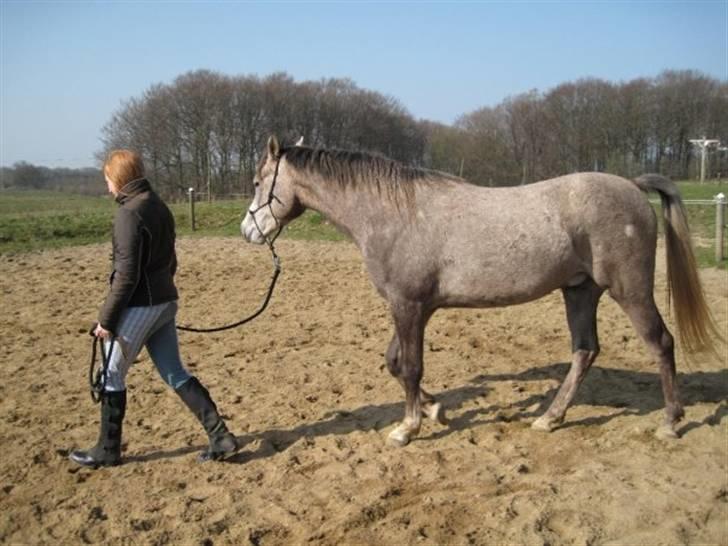 Arabisk fuldblod (OX) Redondo <3 billede 11