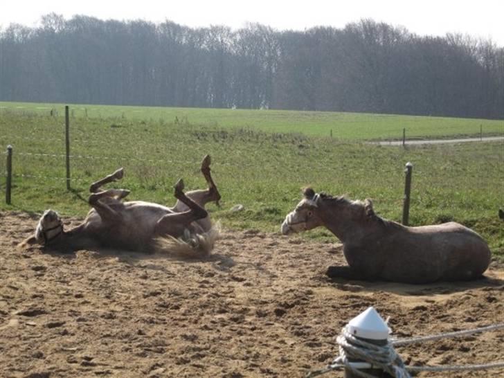 Arabisk fuldblod (OX) Redondo <3 billede 12