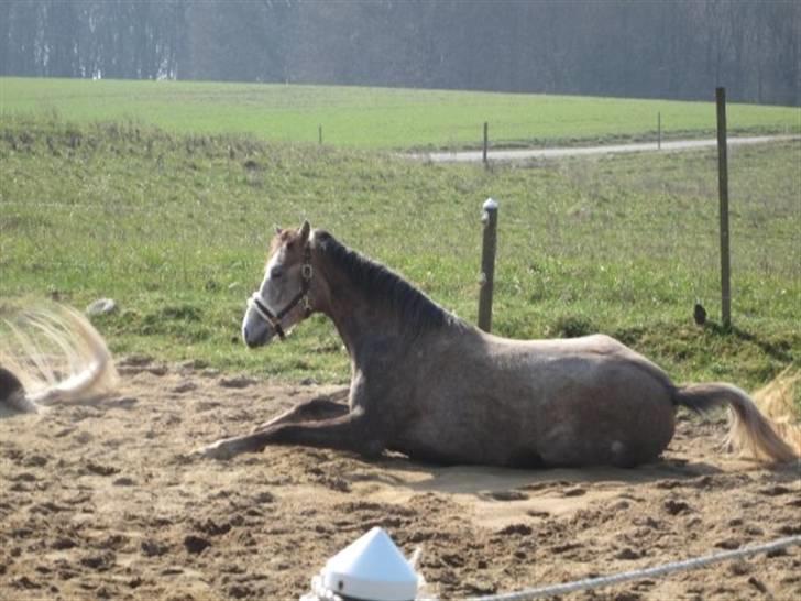 Arabisk fuldblod (OX) Redondo <3 billede 13