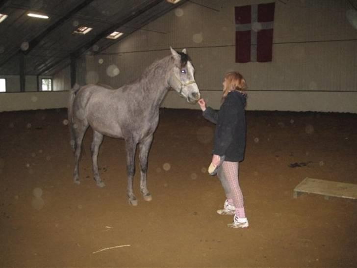 Arabisk fuldblod (OX) Redondo <3 billede 14