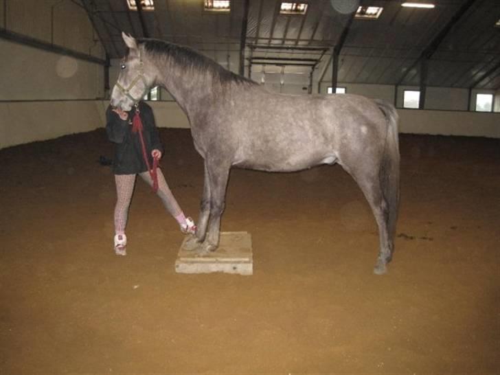 Arabisk fuldblod (OX) Redondo <3 billede 15