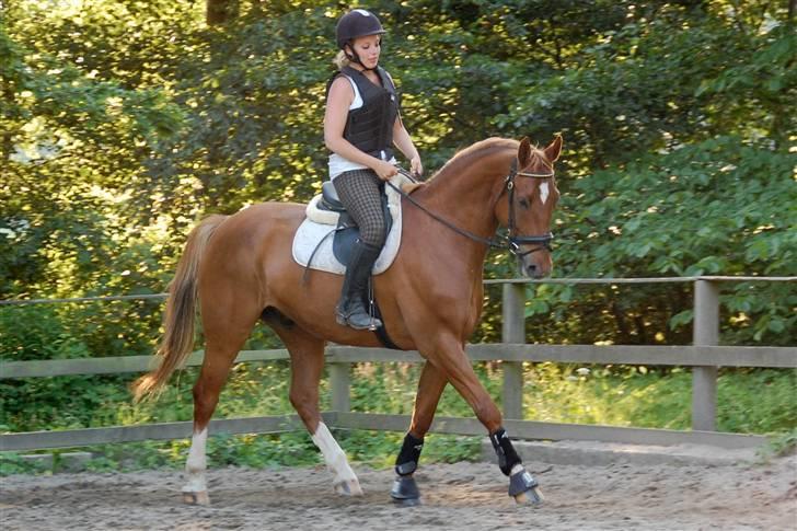 Dansk Varmblod Comet - 5. gang jeg red Comet... Opvarmer ham til spring... billede 11