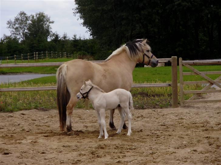 Fjordhest • Fimpe (Freja) billede 10