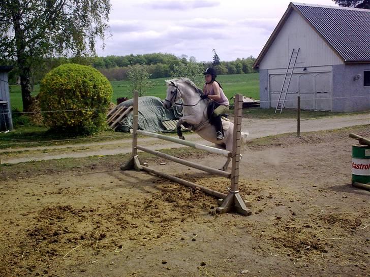 Welsh Mountain (sec A) Lo-pré Blue billede 4