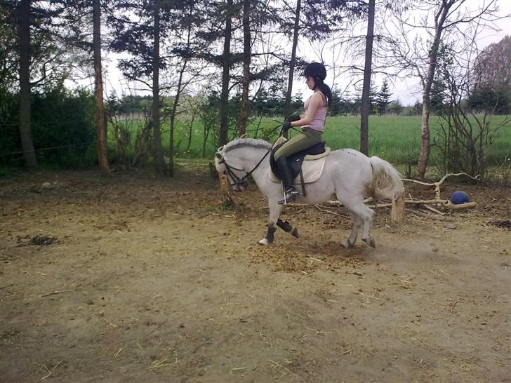 Welsh Mountain (sec A) Lo-pré Blue billede 5