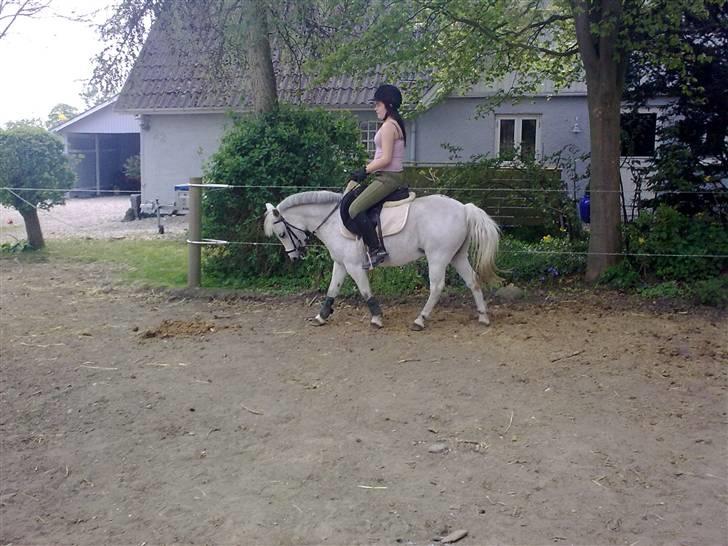 Welsh Mountain (sec A) Lo-pré Blue billede 6