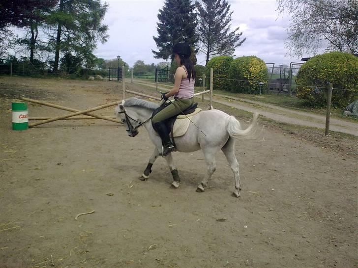 Welsh Mountain (sec A) Lo-pré Blue billede 7